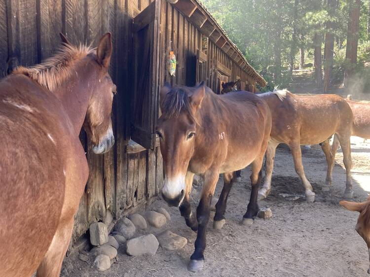 Did you know you can adopt a horse from Yosemite?