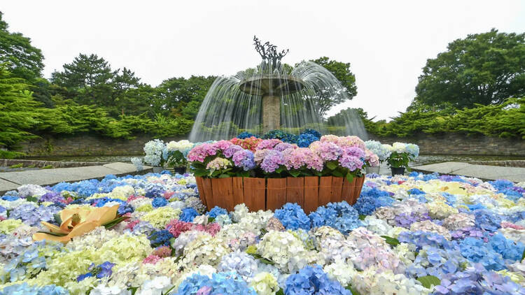 紫陽花さんぽ