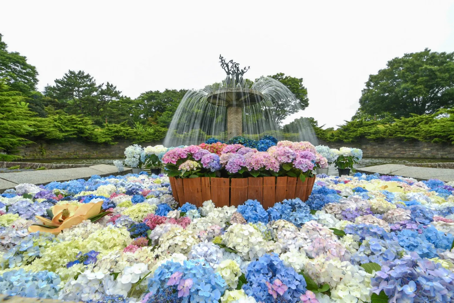 厚*治様 昭和　花入　花台 国営昭和記念公園 紫陽花さんぽ
