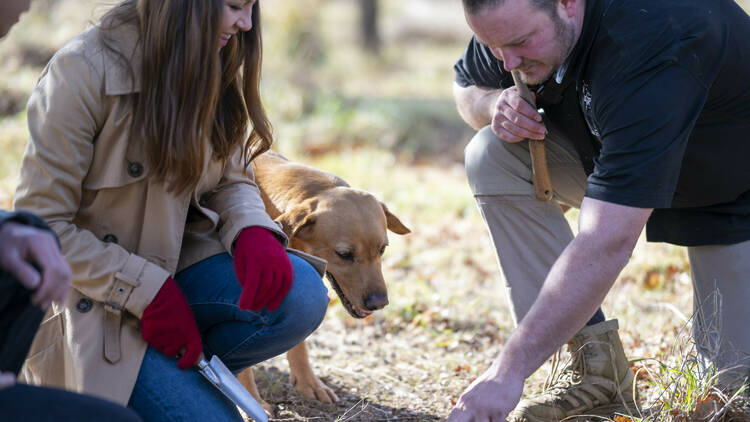 Truffle hunting with a dog and man