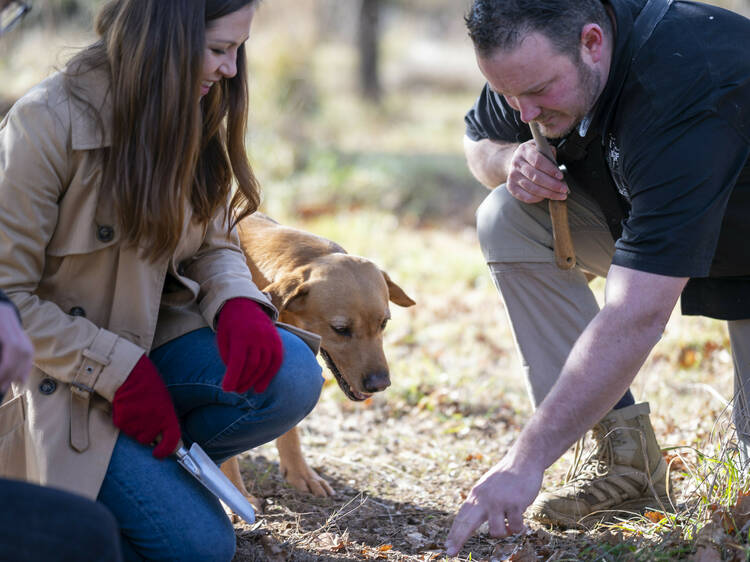 Hunt for black gold at The Truffle Farm