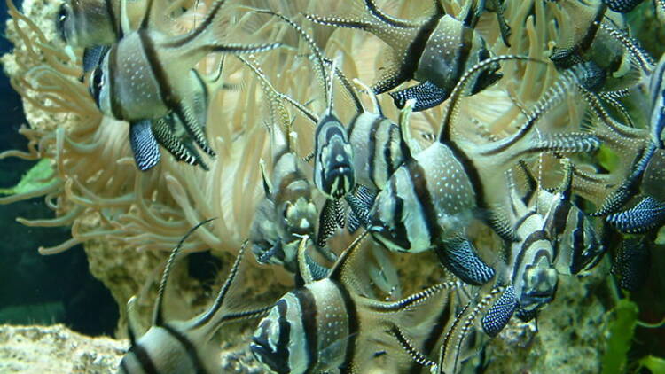 Chester Zoo’s Aquarium with fishes