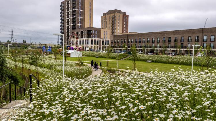 Green space with white daisies and brown buildings