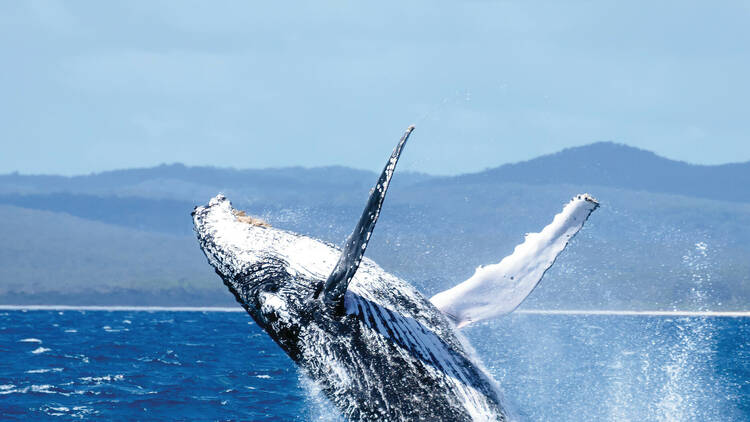 Whale jumping out of water in Hervey Bay