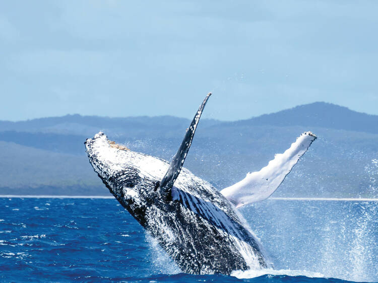 Whale jumping out of water in Hervey Bay