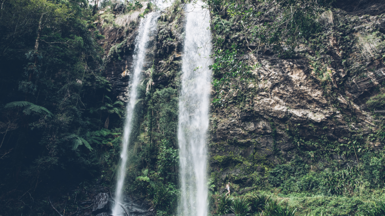 Twin Falls Circuit, Springbrook National Park