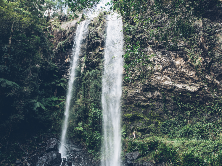 Twin Falls Circuit, Springbrook National Park