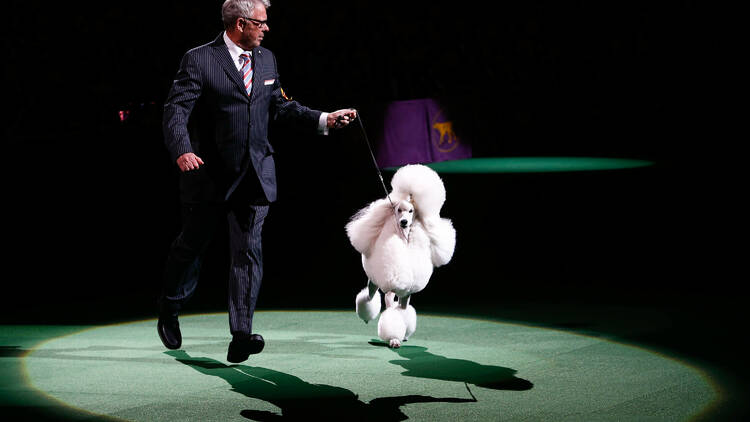 poodle walking in dog show