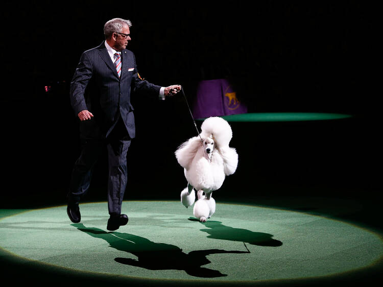 The Westminster Dog Show