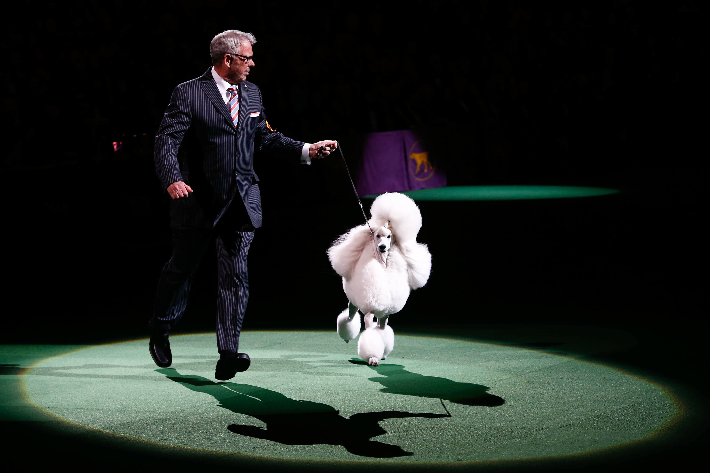 The Westminster Dog Show is finally coming back to Manhattan