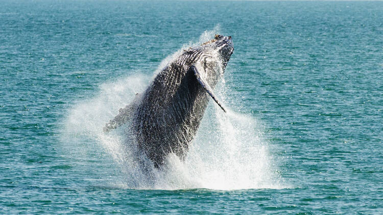 Experience the thrill of whale watching