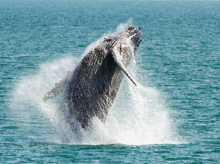 Experience the thrill of whale watching