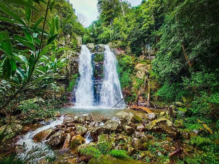 Immerse yourself in nature at the Minnamurra Rainforest Centre