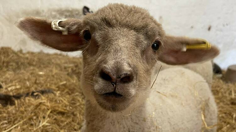 Meet the residents of Kentish Town City Farm