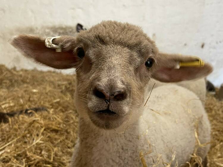 Meet the residents of Kentish Town City Farm