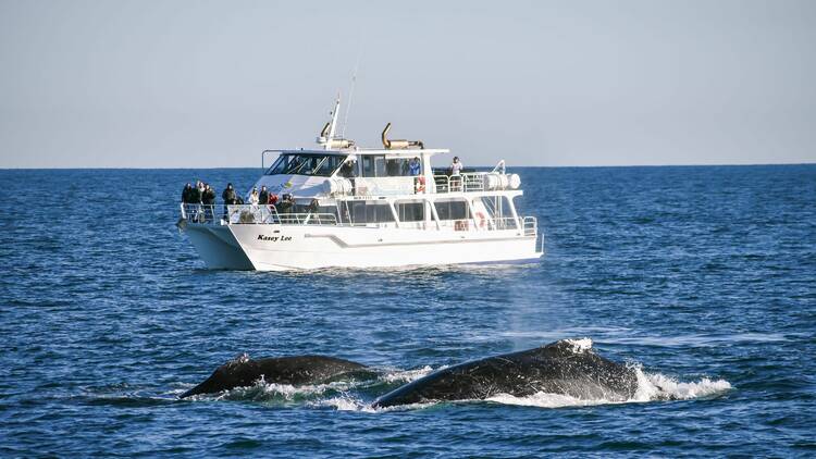 A whale watching boat near some whales in the ocean