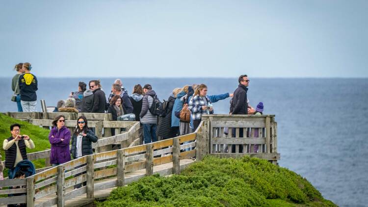 People standing at an ocean lookout, facing out to the sea. 