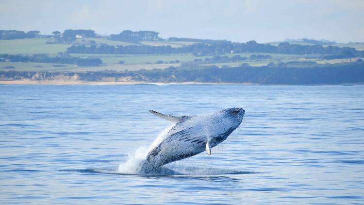 A whale breaching out of the ocean. 