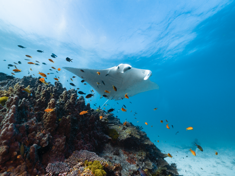 Swim with manta rays on Lady Elliot Island