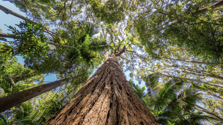 Seek shade in the Pile Valley rainforest