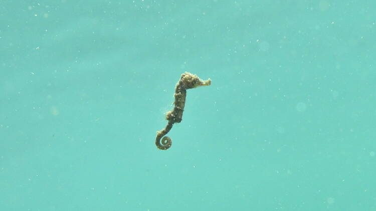 White's seahorse close up