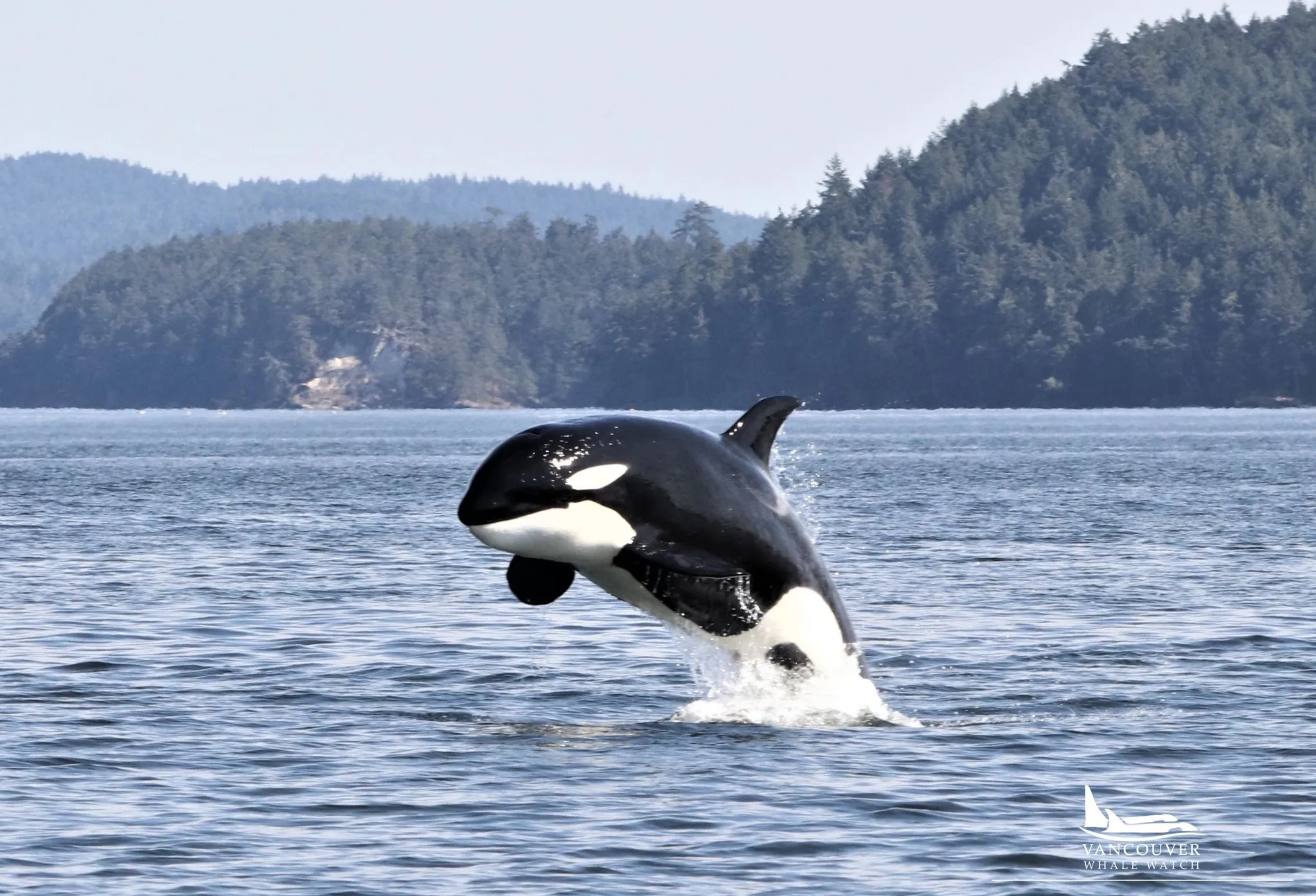 Vancouver Whale Watch