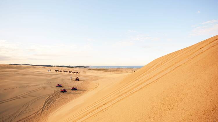 Quad bikes and camels on sand dunes