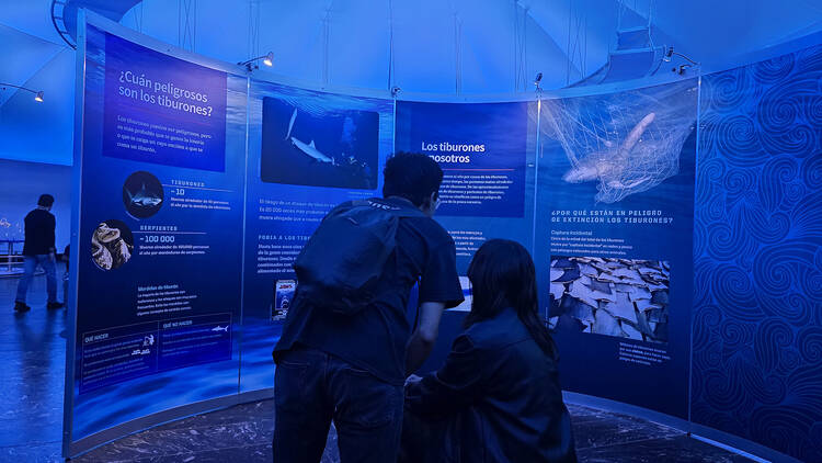 Exposición "Tiburones" en Museo de Historia Natural y Cultura Ambiental