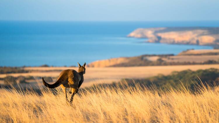 Kangaroo Island, SA