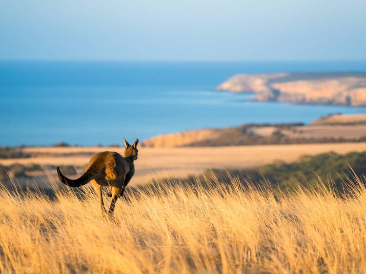 Kangaroo Island, SA