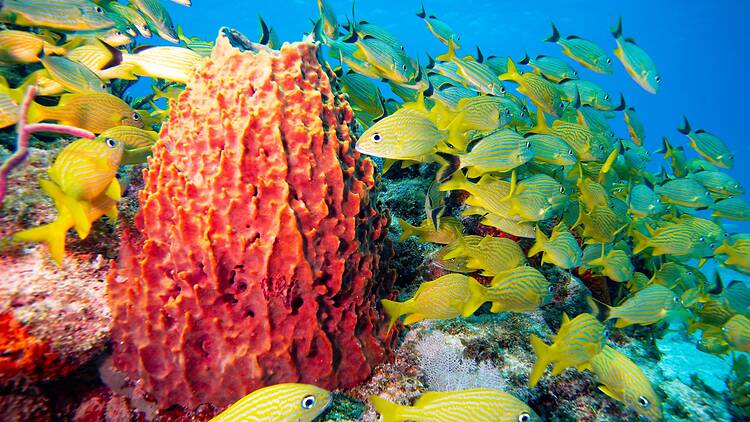 Dive into Miami's underwater world