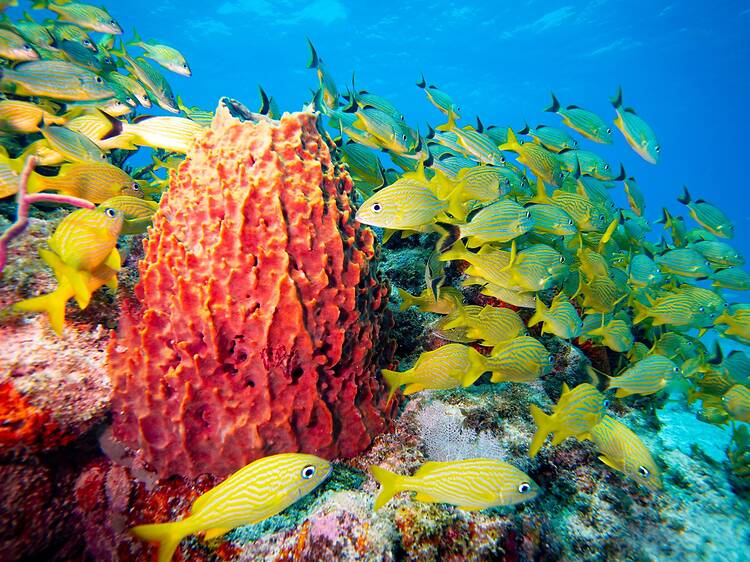 Dive into Miami's underwater world