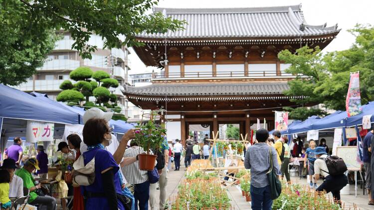 文京朝顔・ほおずき市