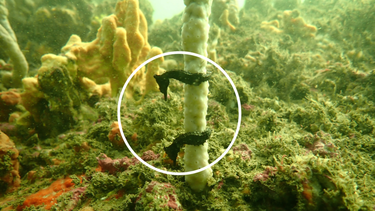 Seahorses wrapped around coral