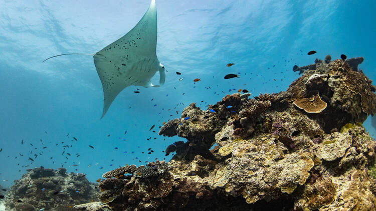 Manta ray swimming at Lady Elliot Island