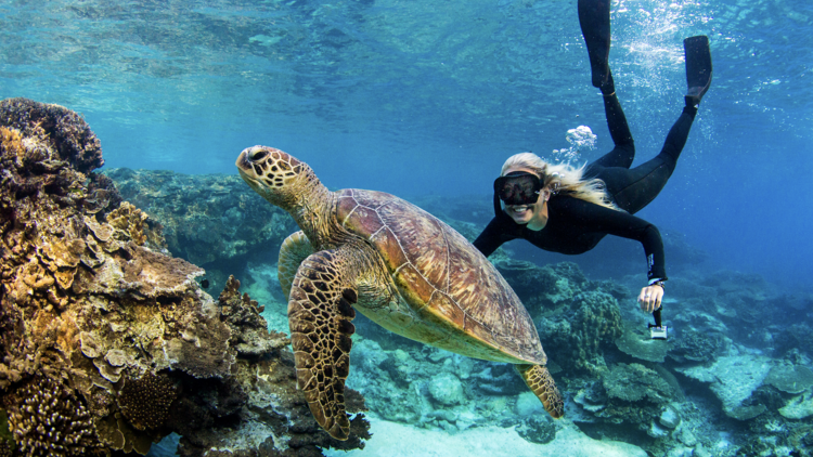 Snorkeler with turtle underwater
