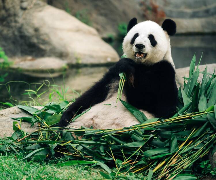 香港再獲贈一對大熊貓海洋公園定居 熊貓來港歷史回顧