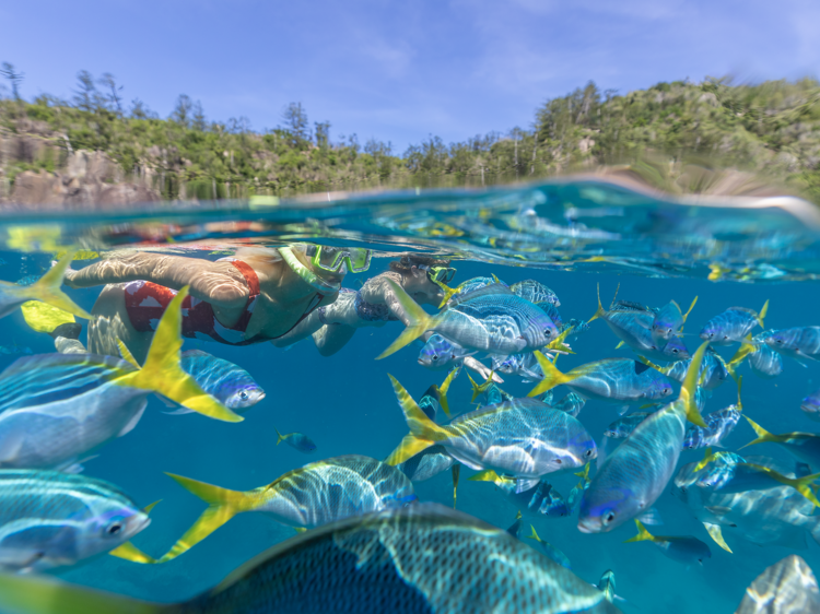 Snorkel the Great Barrier Reef