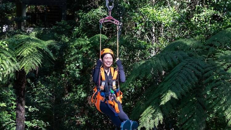 Soar through the Illawarra Rainforest with a fun zipline tour