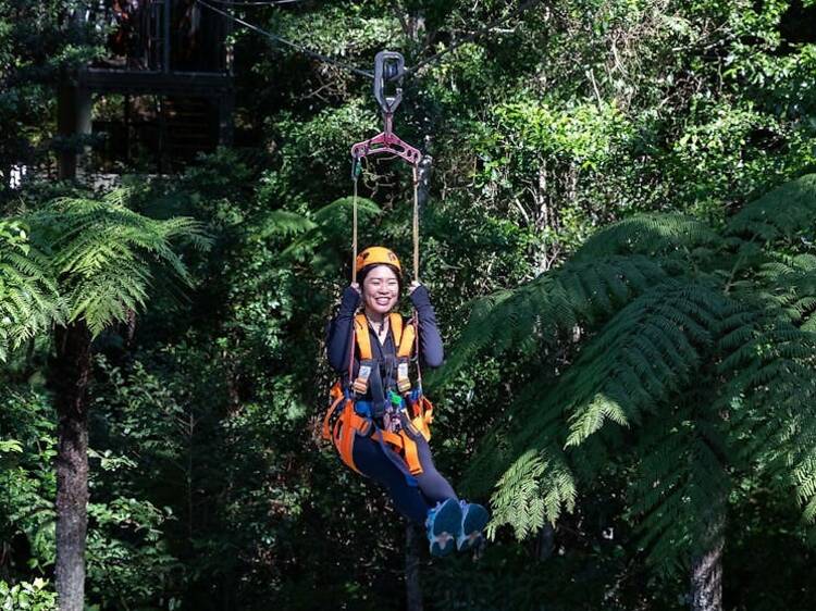 Soar through the Illawarra Rainforest with a fun zipline tour