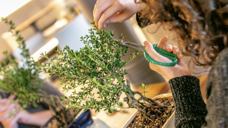 Bonsai Pruning