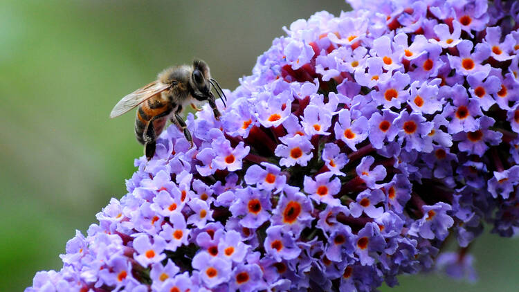 Bee in London, UK