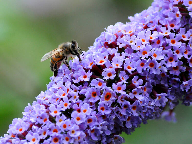 Londoners are being asked to count all pollinating insects in the city