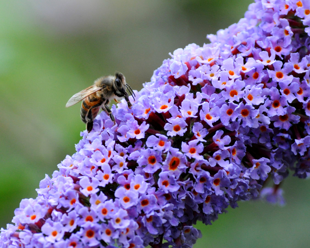 Londoners are being asked to count all pollinating insects in the city