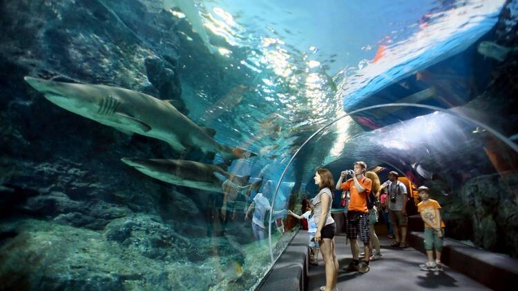 Immerse in the world of marine creatures at SEA LIFE Bangkok Ocean World