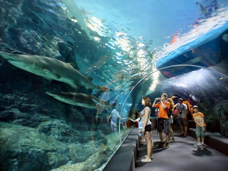 Immerse in the world of marine creatures at SEA LIFE Bangkok Ocean World