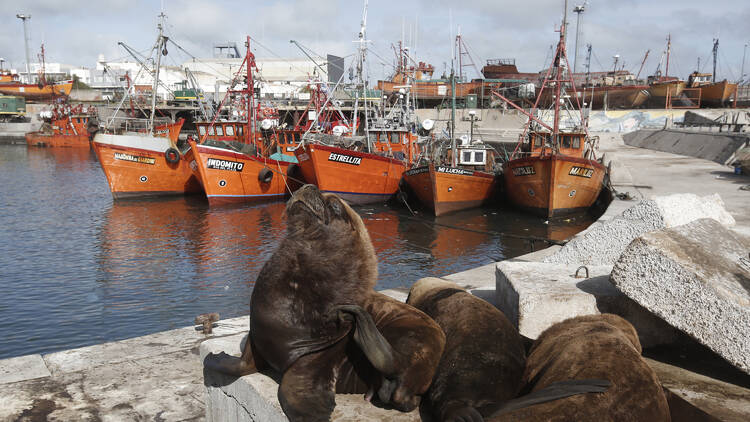 Mar del Plata Port and Sea Lion Reserve
