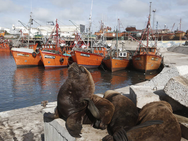 Mar del Plata Port and Sea Lion Reserve