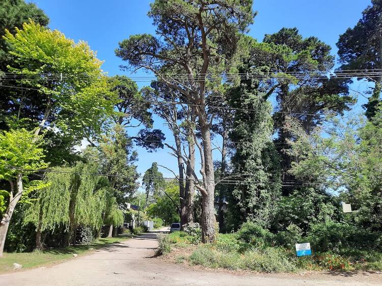 Peralta Ramos Forest