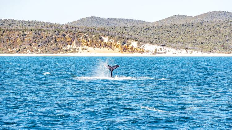 Hervey Bay, QLD